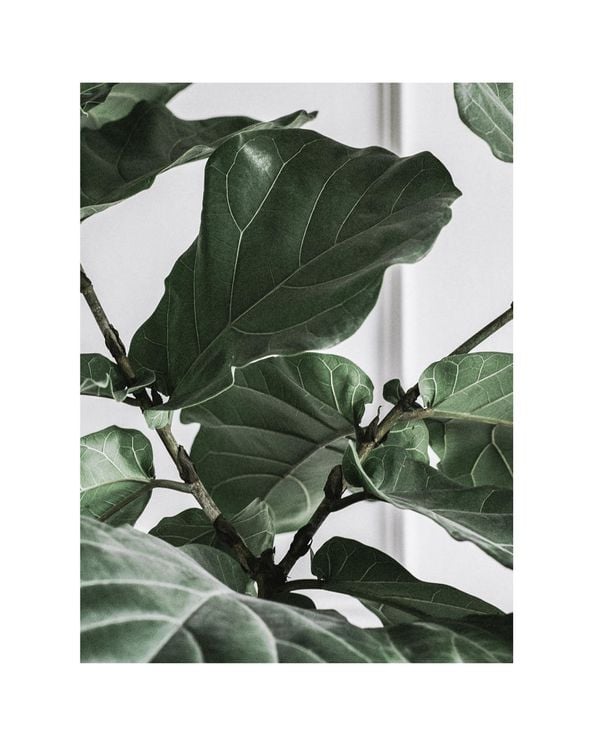 Fig Plant 2 40x50