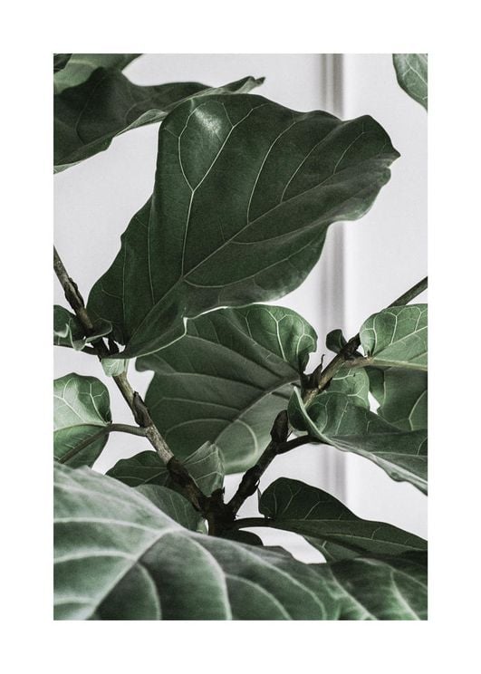 Fig Plant 2 50x70