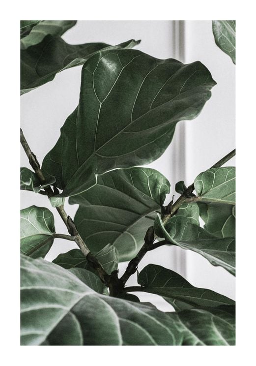 Fig Plant 2 70x100