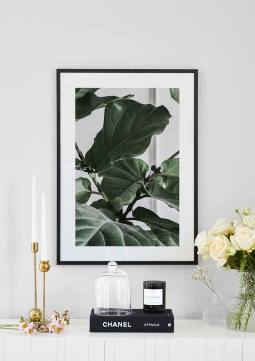 Fig Plant 2