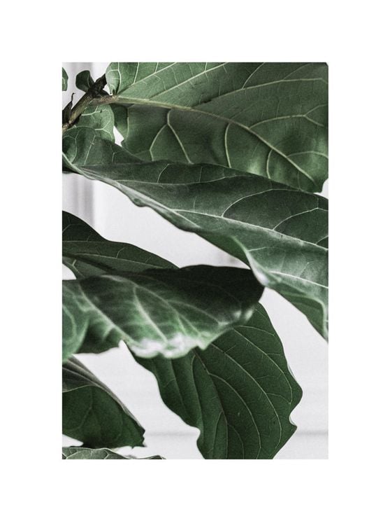 Fig Plant 3 30x40