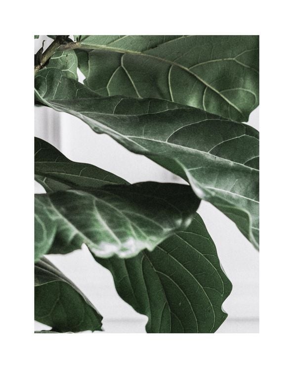 Fig Plant 3 40x50