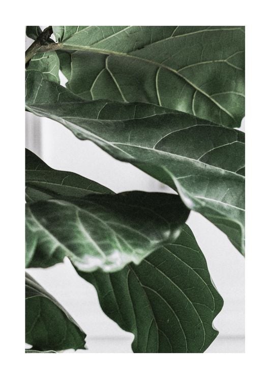 Fig Plant 3 50x70