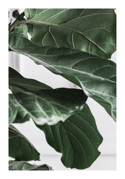Fig Plant 3 70x100