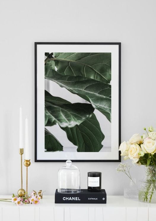 Fig Plant 3