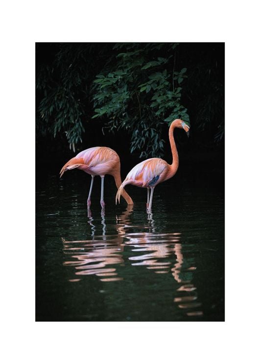 Flamingo Couple