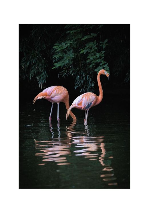 Flamingo Couple