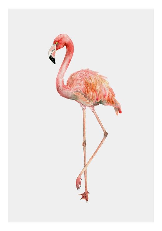 Flamingo In Watercolor