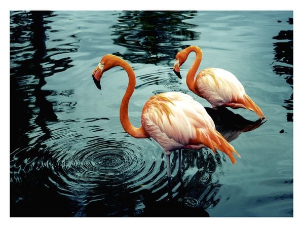 Flamingos In Water