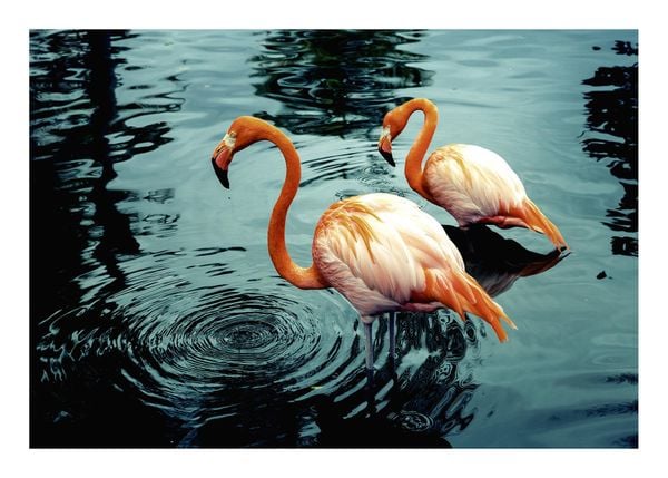 Flamingos In Water