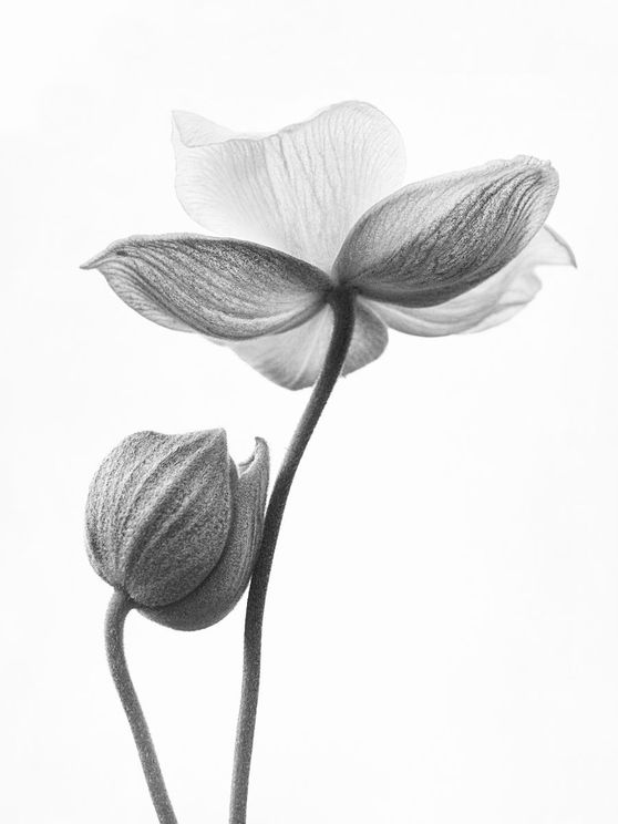 Flower Bud