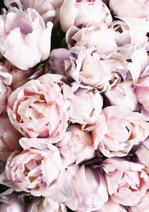 Flower Explosion
