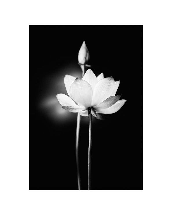Flower Lit