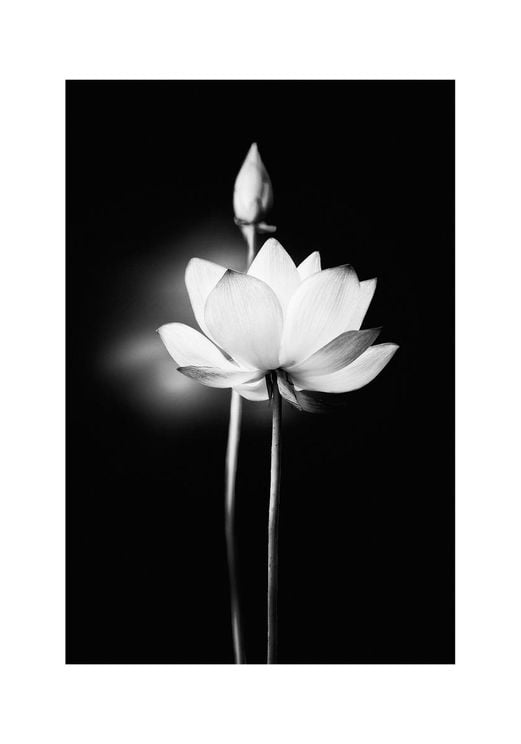 Flower Lit