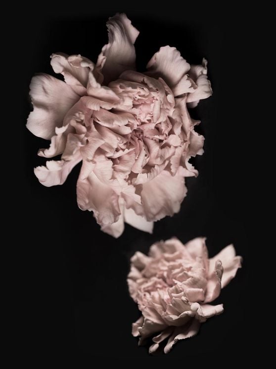 Flowers In The Dark
