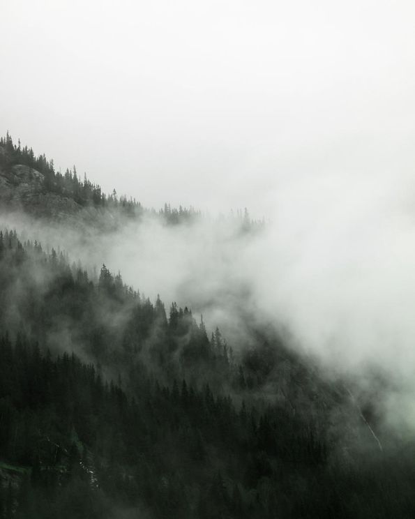 Fog Forest