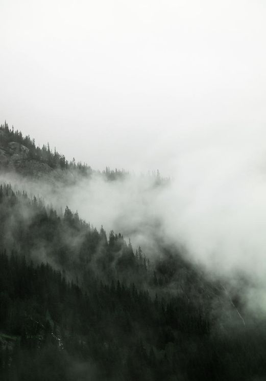 Fog Forest