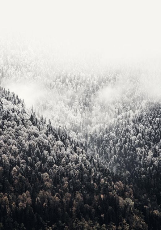 Foggy Mountains