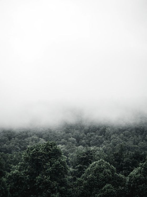 Forest Fog