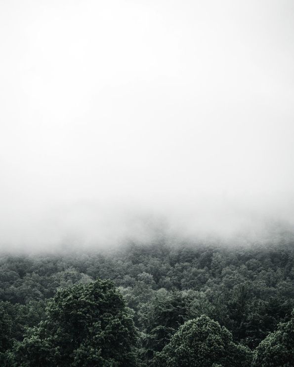 Forest Fog