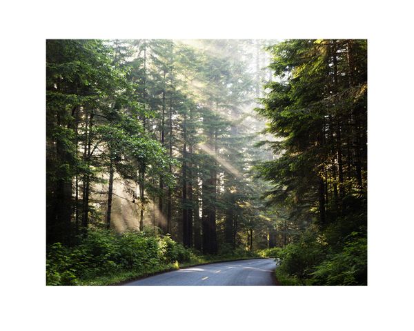 Forest Road