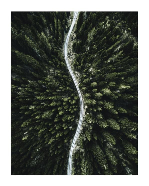 Forest Road Photo