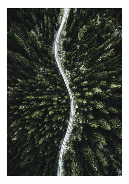 Forest Road Photo