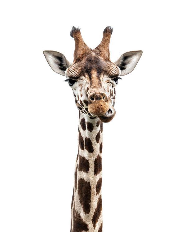 Giraffe Portrait