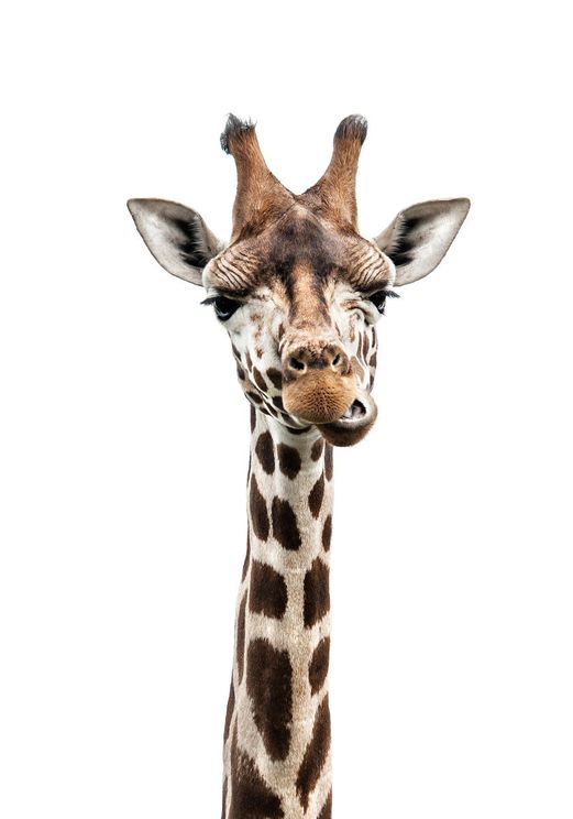 Giraffe Portrait