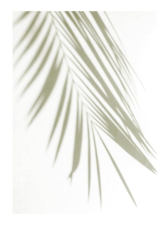 Golden Palm Shadow