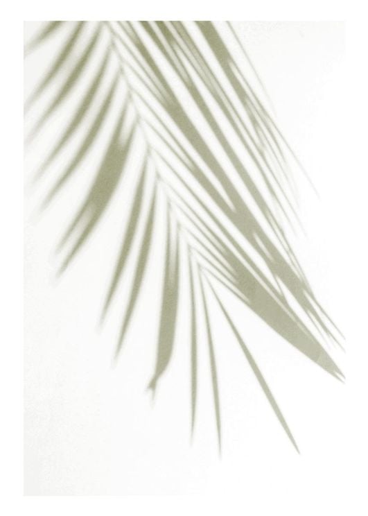 Golden Palm Shadow