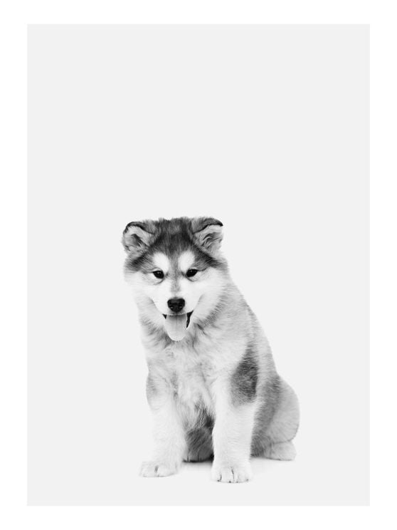 Good Boy