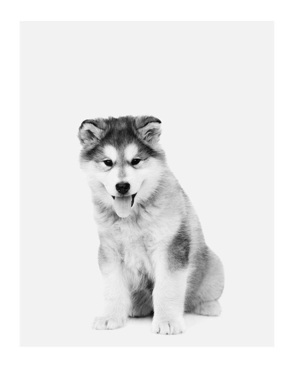 Good Boy