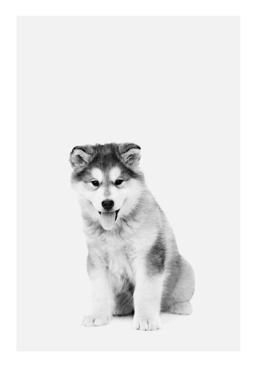 Good Boy