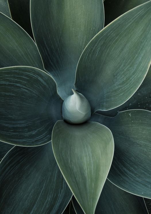 Green Agave