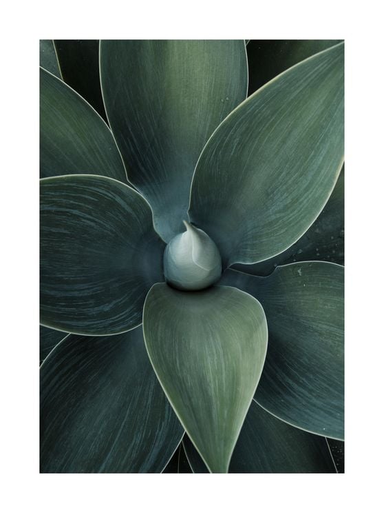 Green Agave