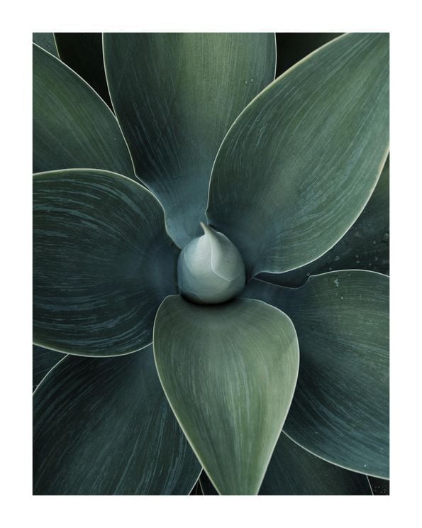 Green Agave
