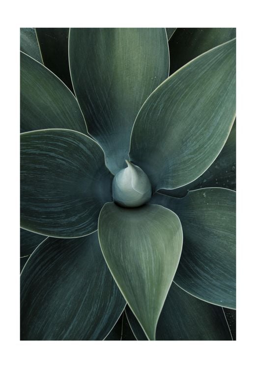 Green Agave