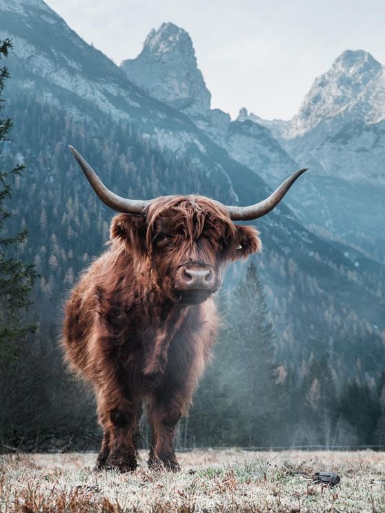 Highland Cattle 2