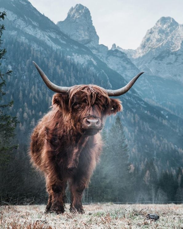 Highland Cattle 2