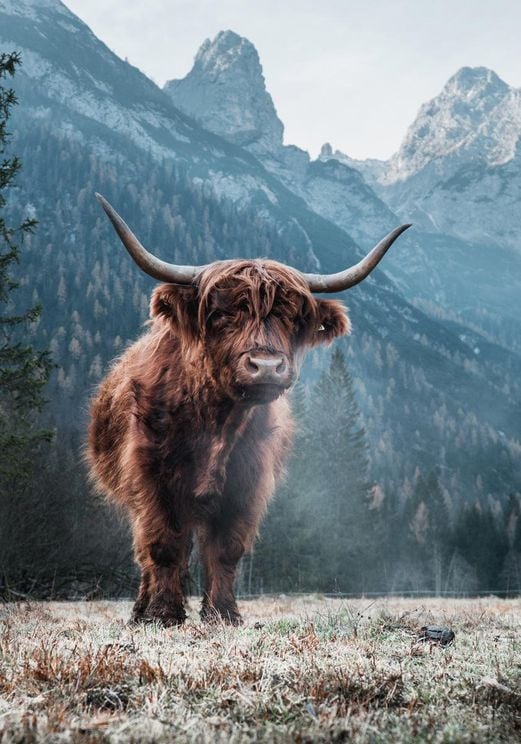 Highland Cattle 2