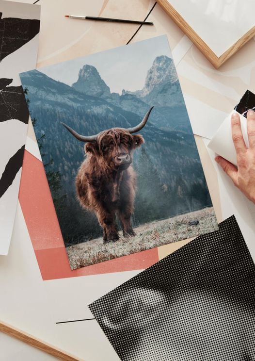 Highland Cattle 2