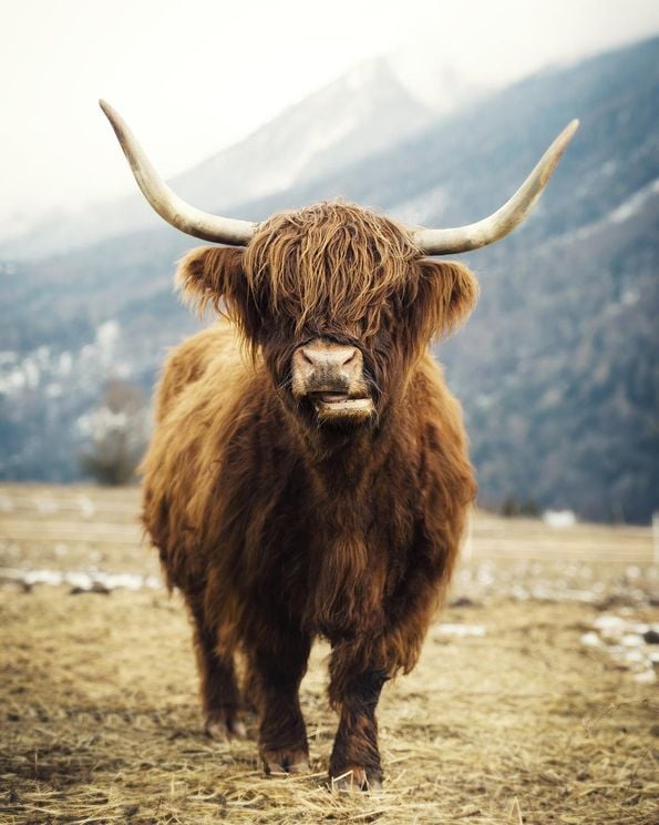 Highland Cattle