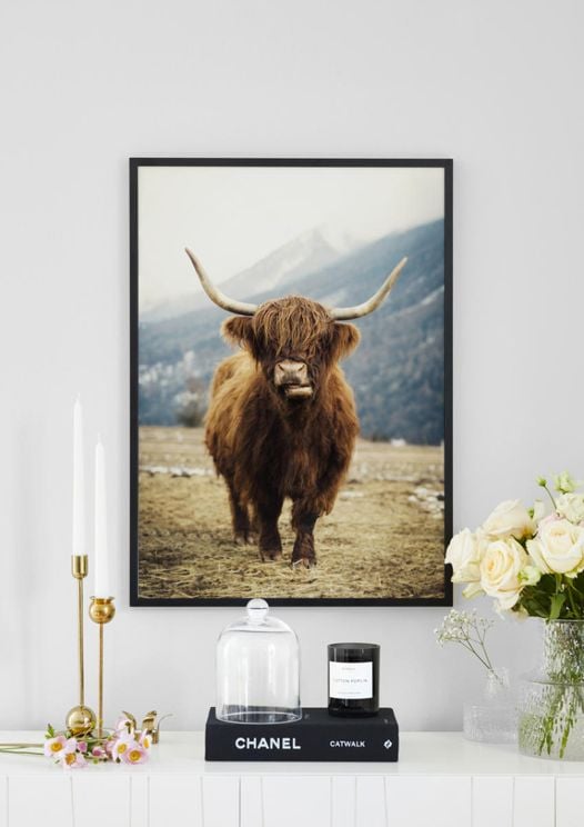 Highland Cattle