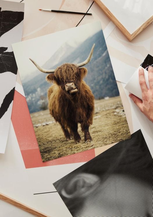 Highland Cattle