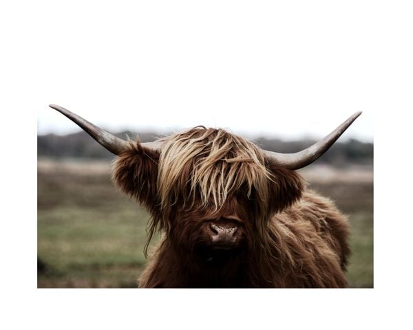 Highland Cow 2