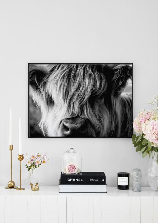 Highland Cow