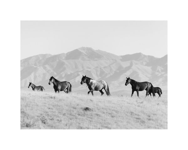 Horses In The Open