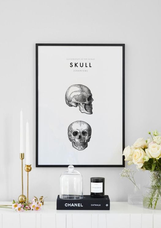 Illustration Of The Human Skull
