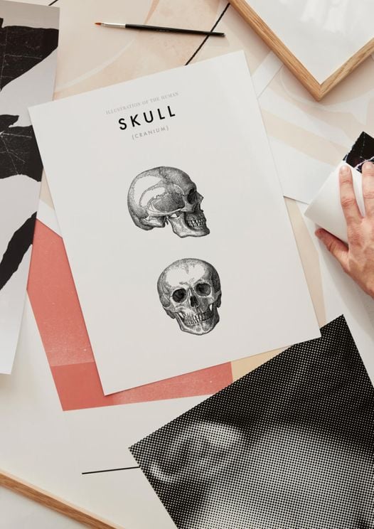 Illustration Of The Human Skull